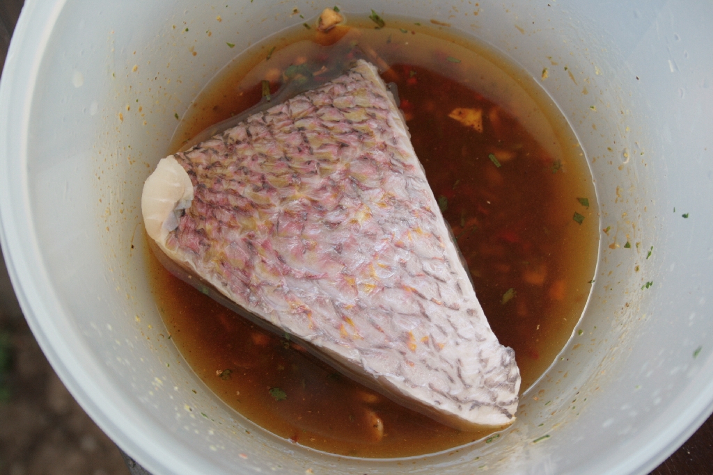 snapper-07.jpg