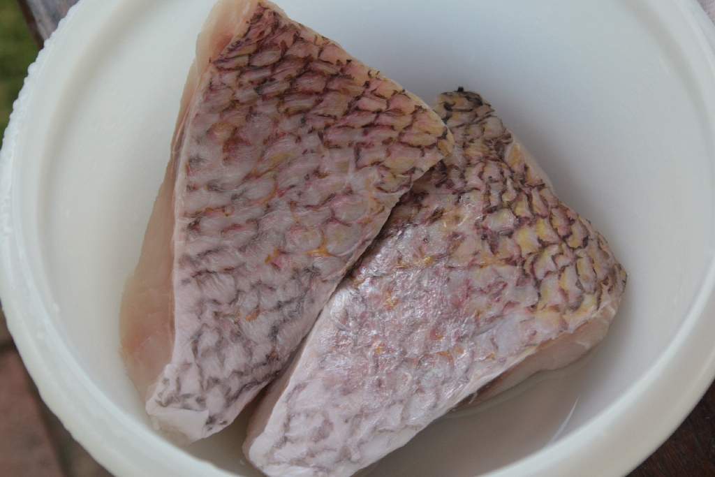 snapper-08.jpg