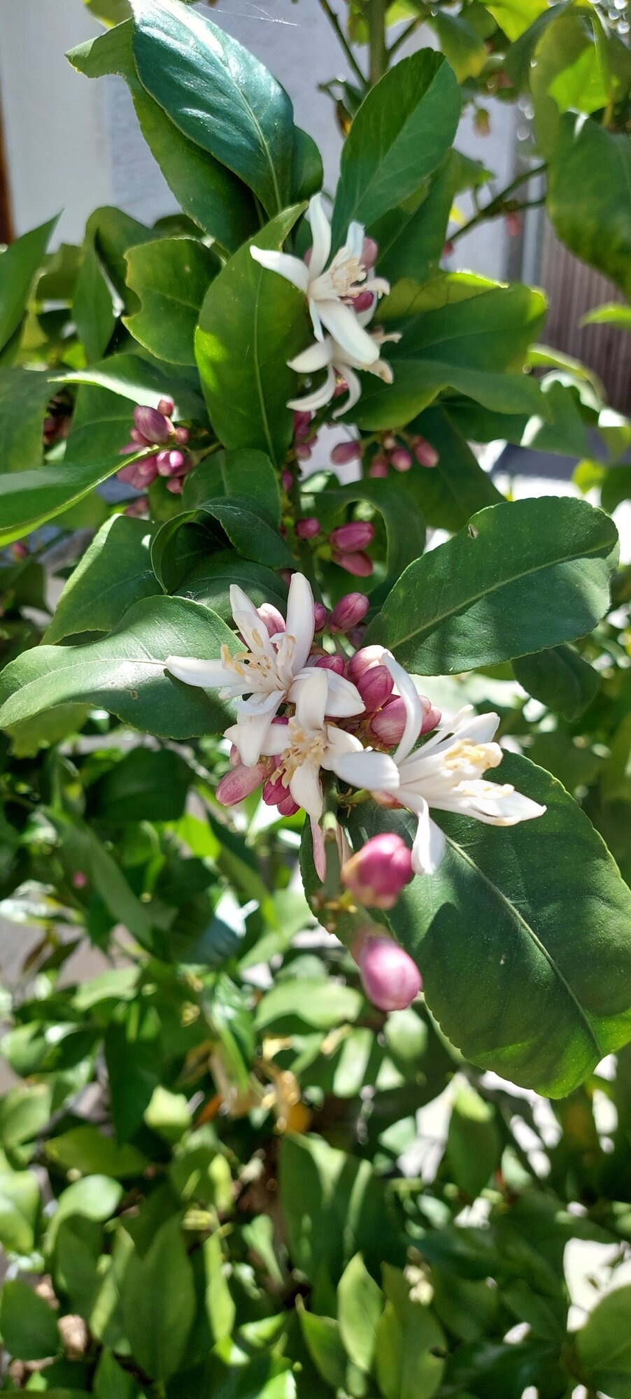 095B2E3A-D7CF-4ECB-9D51-6BCA0746A8D3.jpeg