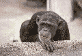 Affe.gif