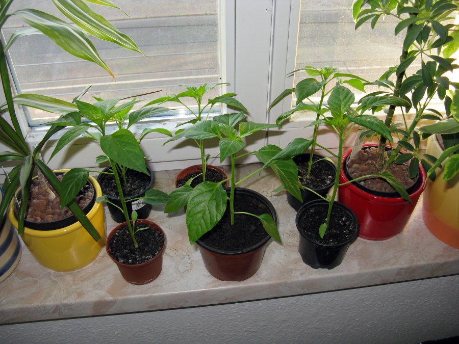 Bild 178.jpg