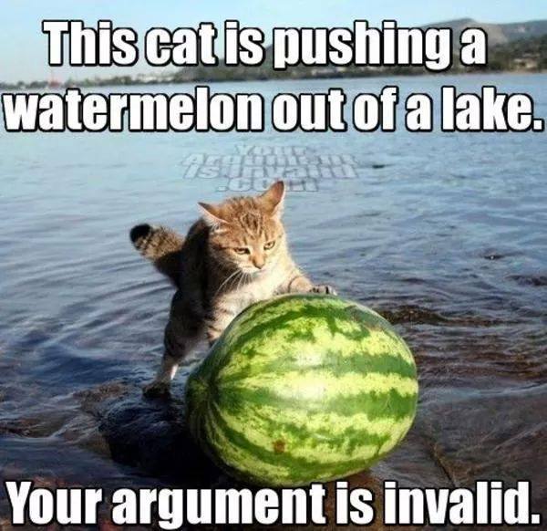 cat watermelon.jpg