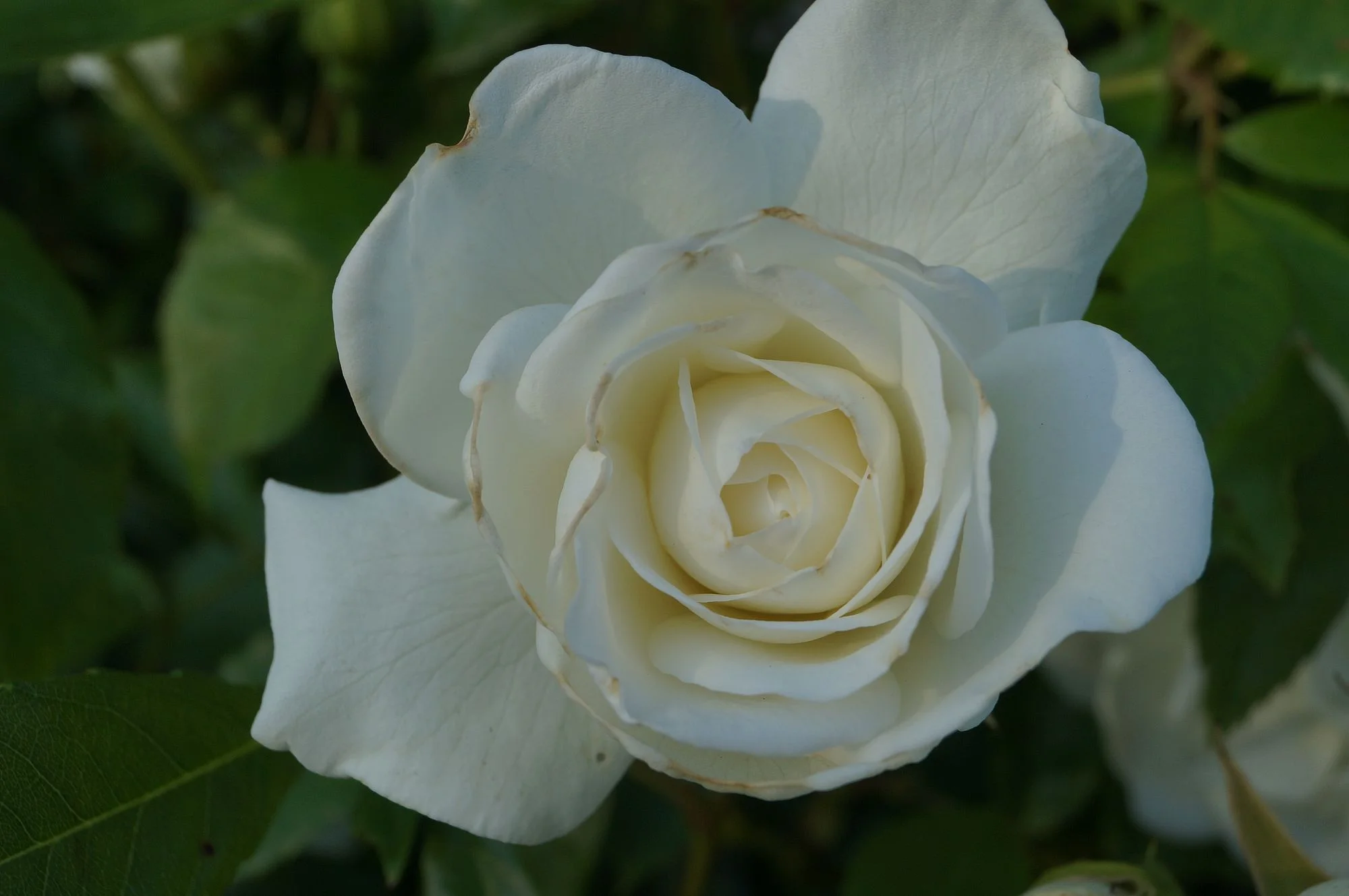 DSC00013.webp
