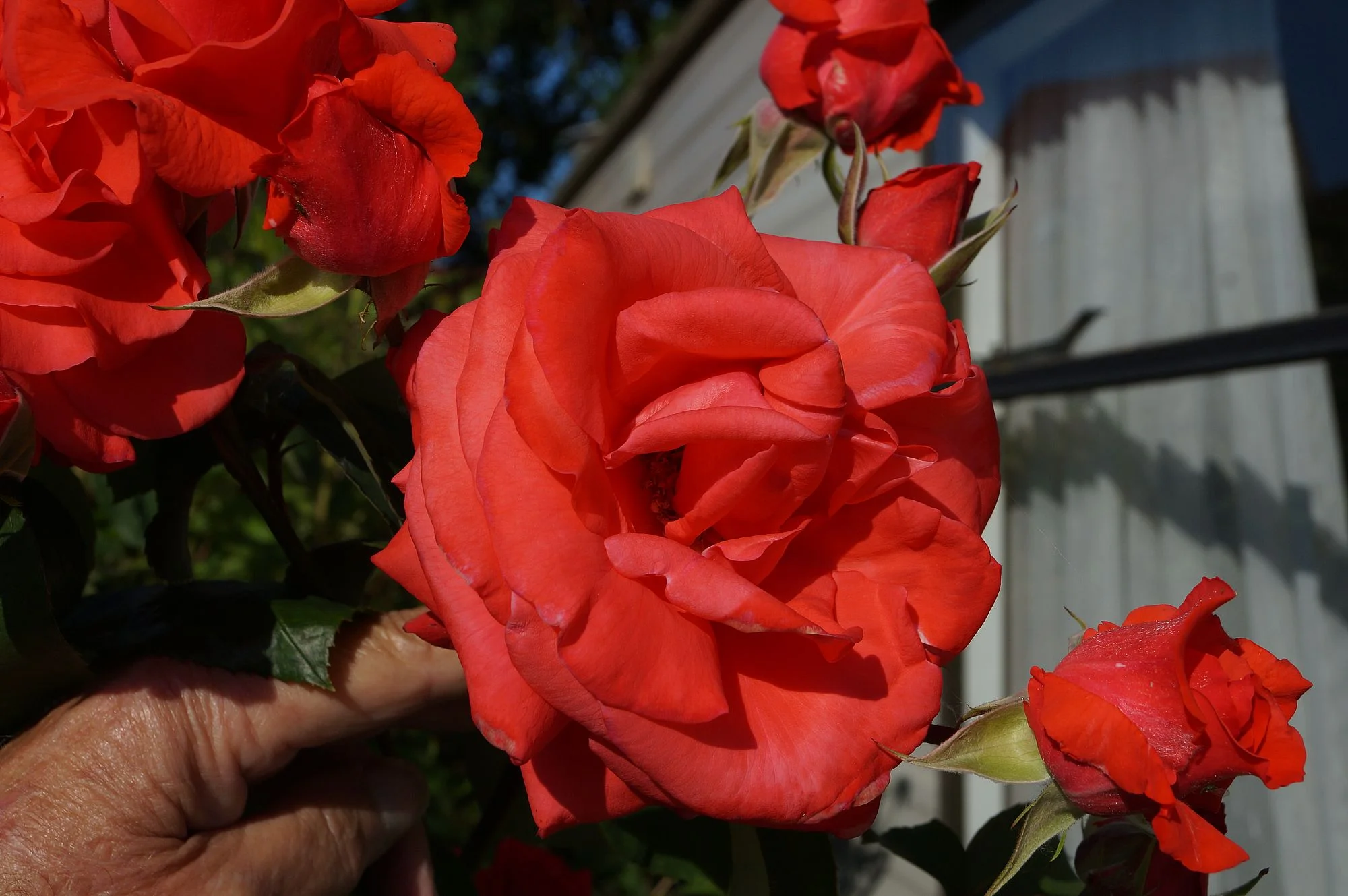 DSC00016.webp