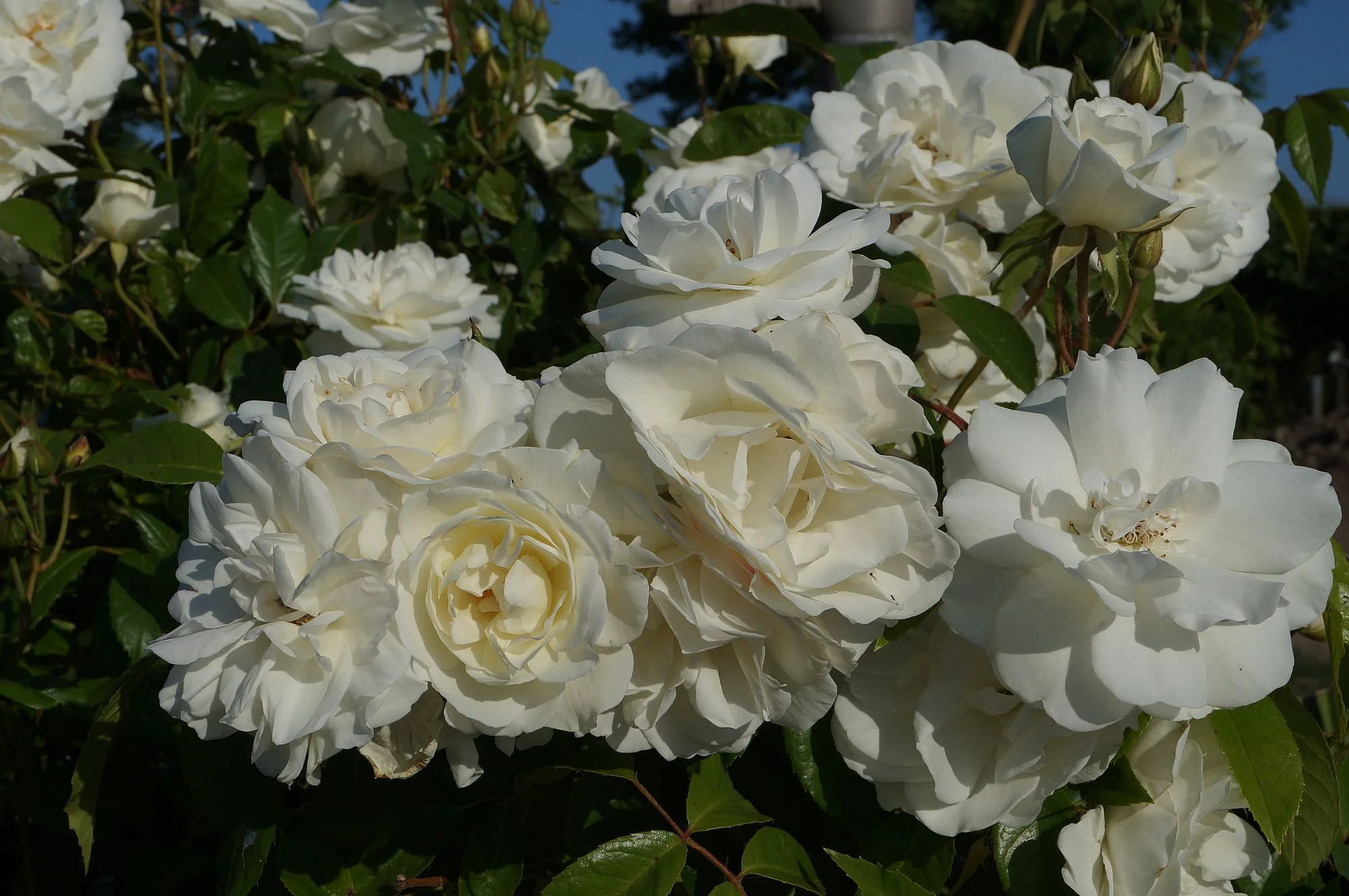 DSC00017.webp
