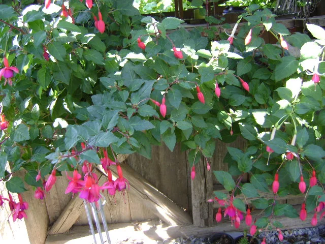 DSC00035.webp