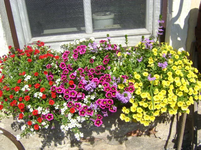 DSC00037.webp