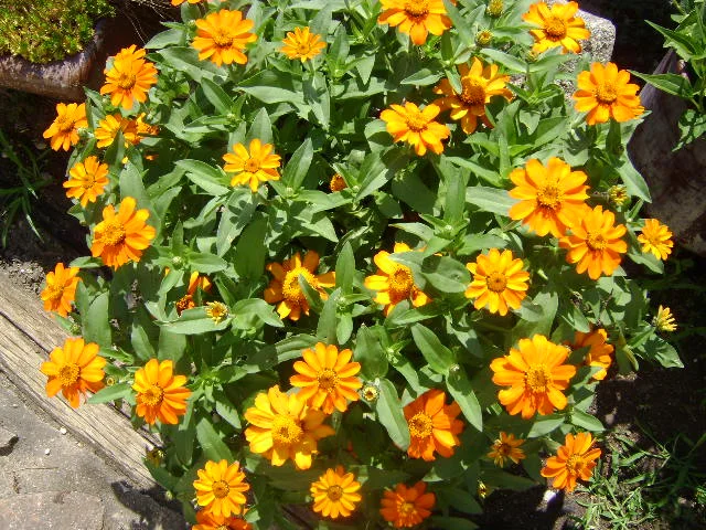 DSC00038.webp