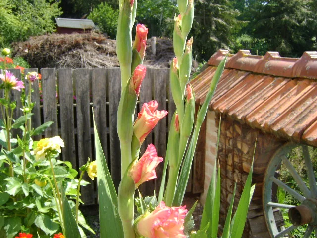 DSC00039.webp