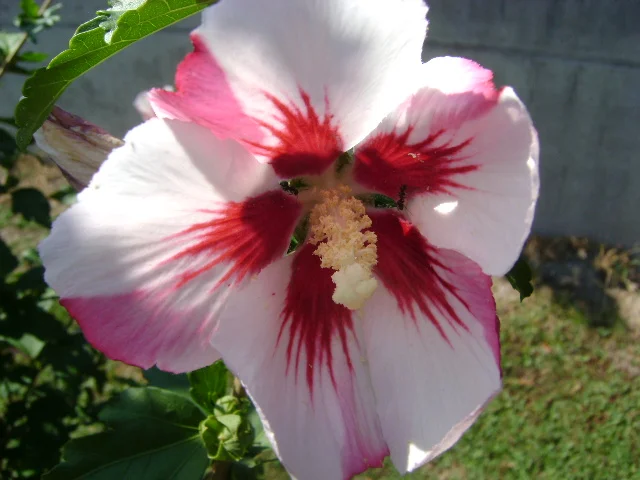 DSC00043.webp