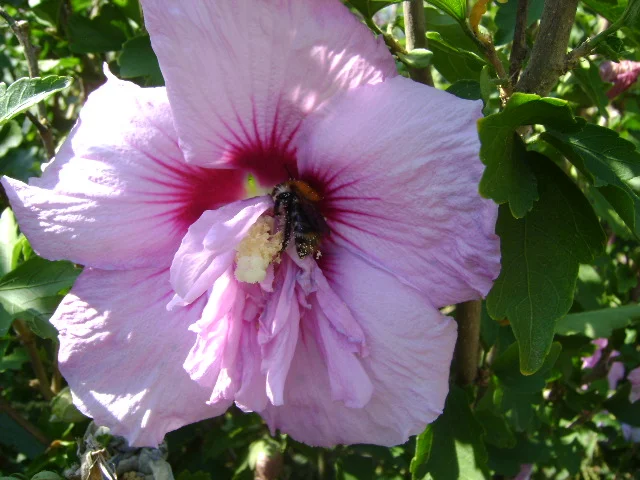 DSC00045.webp