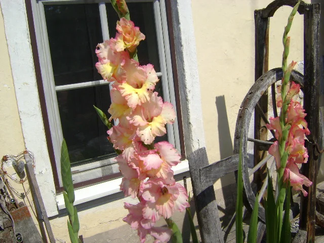 DSC00048.webp