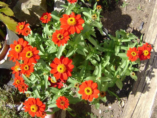 DSC00049.webp