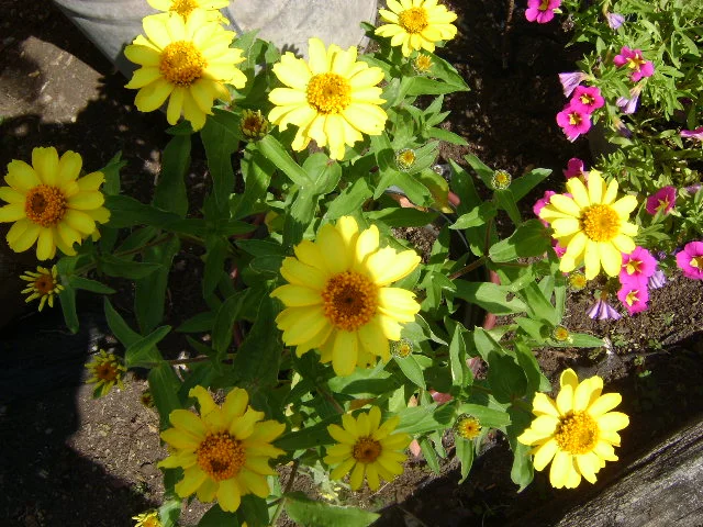 DSC00052.webp