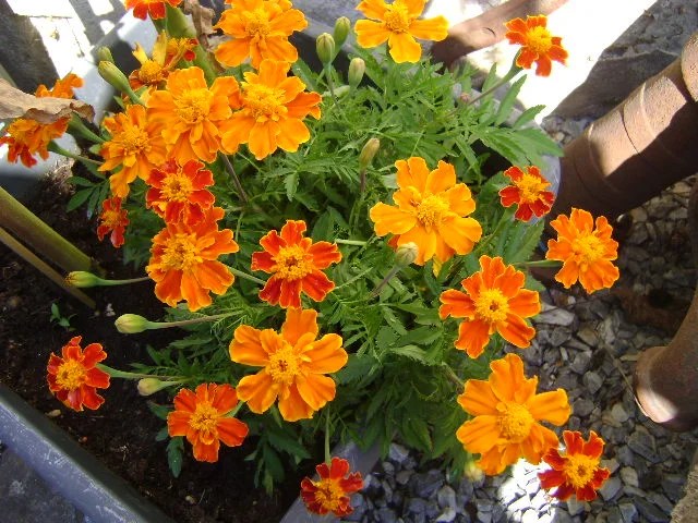 DSC00053.webp
