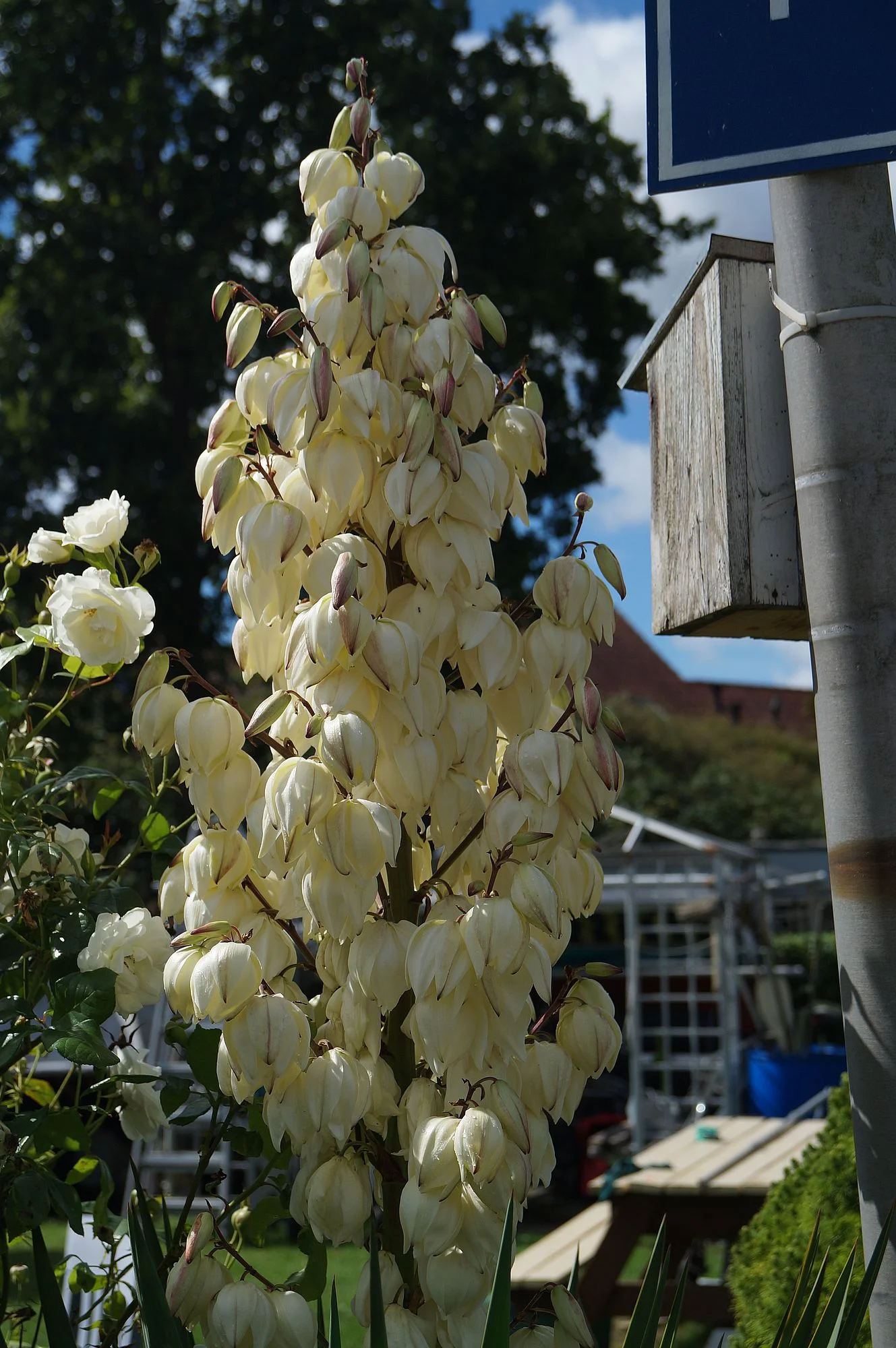 DSC00490.webp