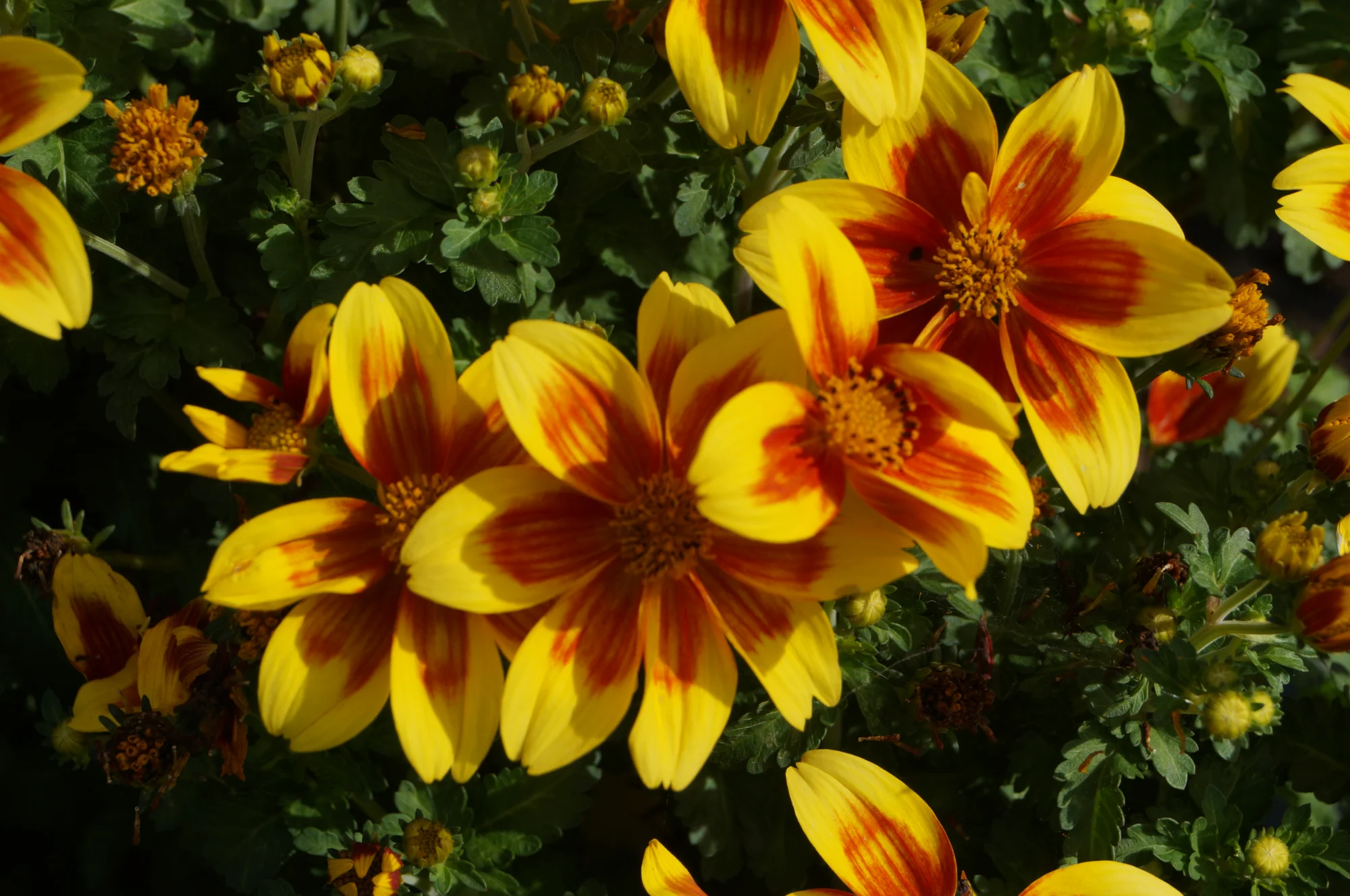 DSC00610.webp