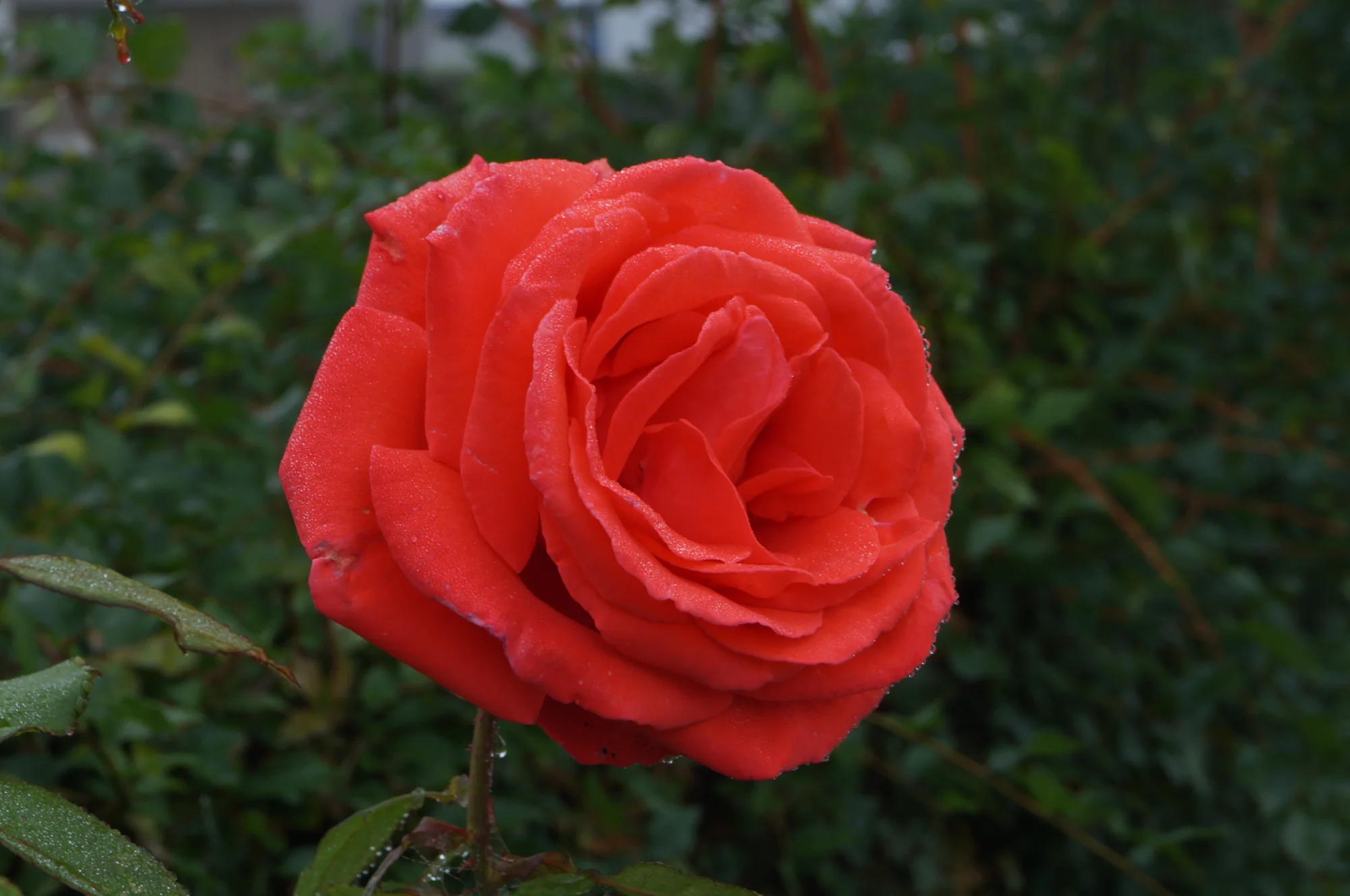 DSC00618.webp