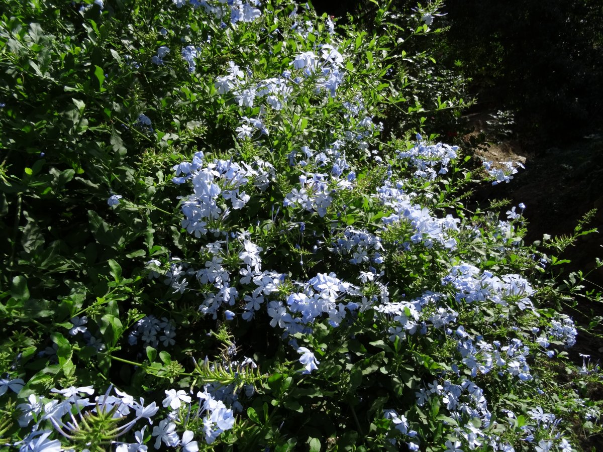DSC00660.JPG