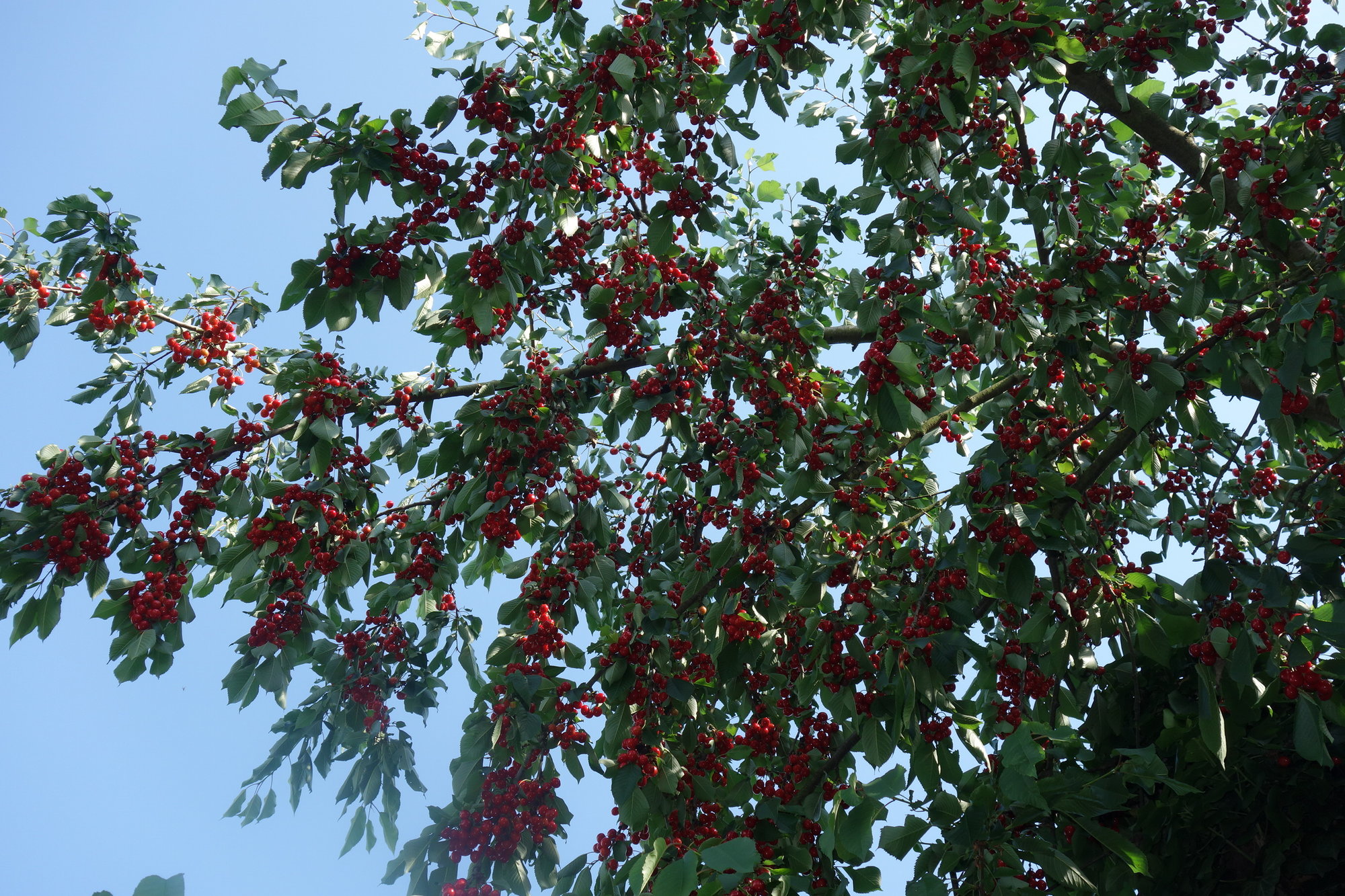 DSC01493.JPG