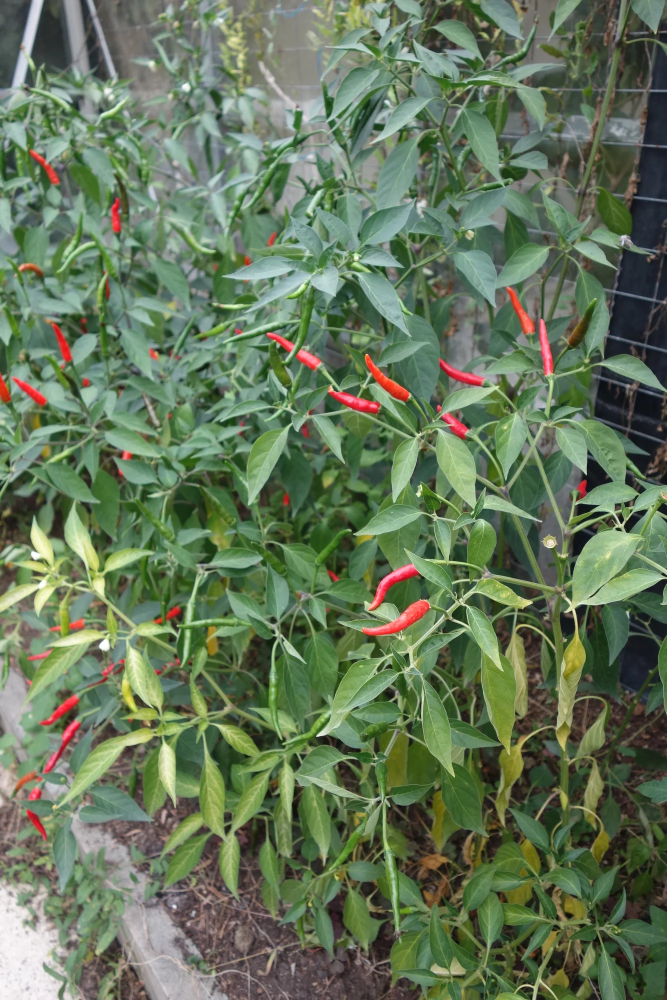 DSC07046.webp