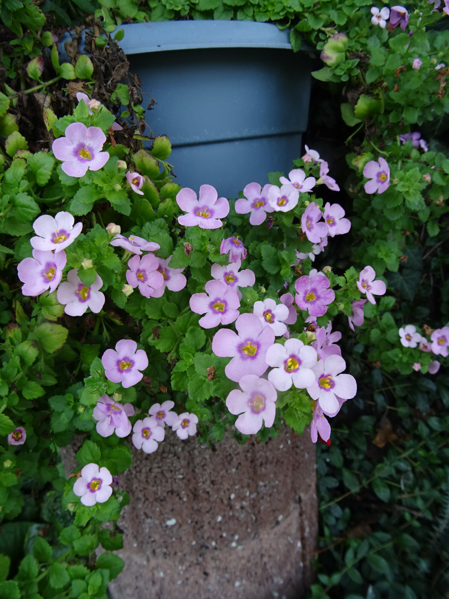 DSC07986.JPG