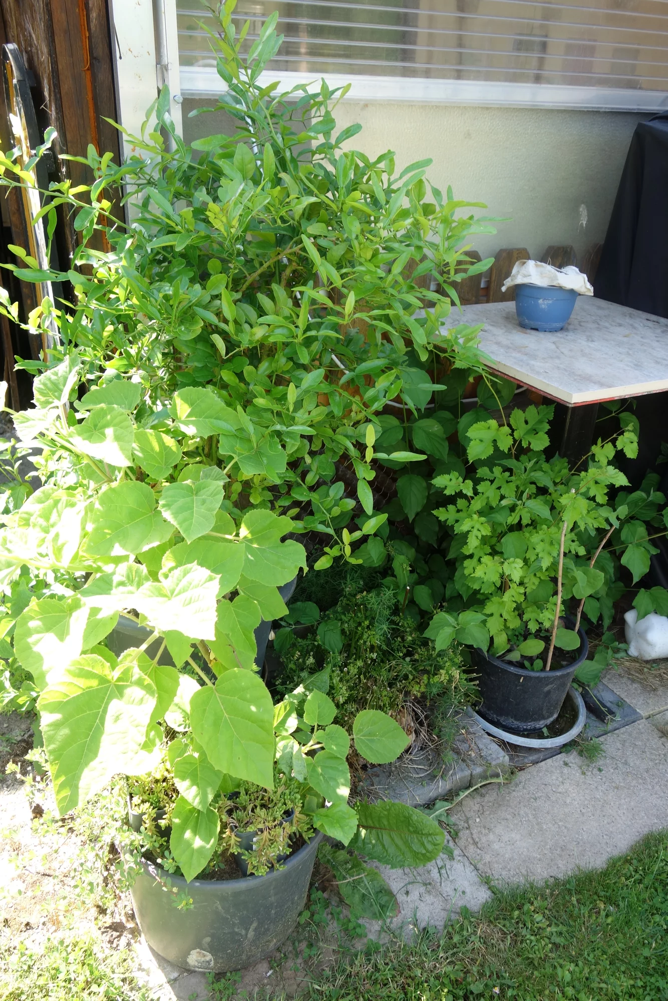 DSC08396.webp