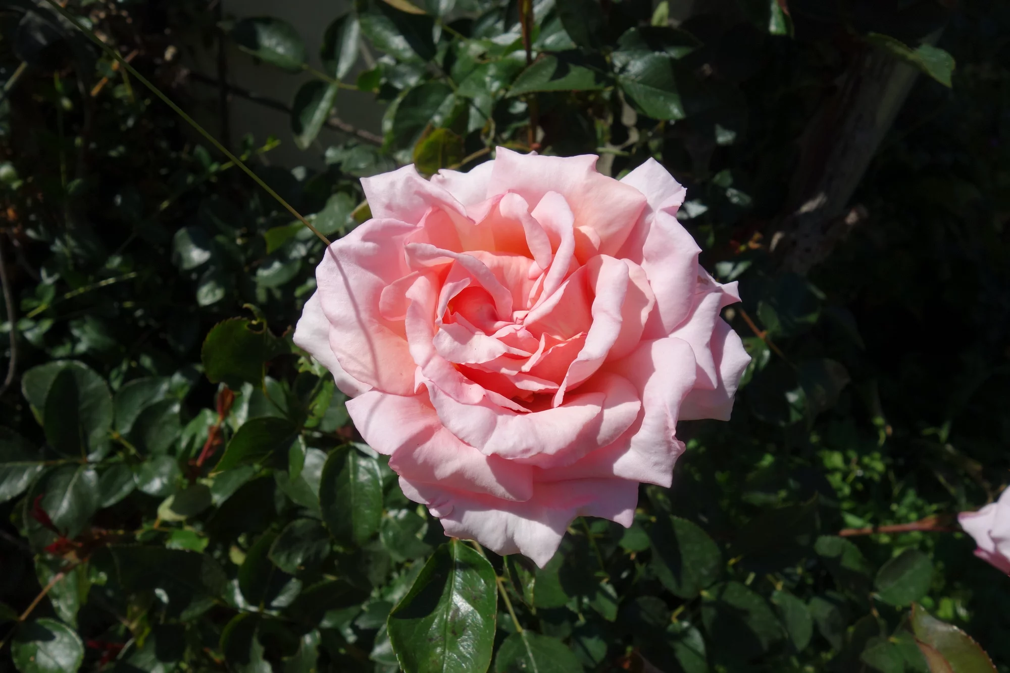 DSC08397.webp