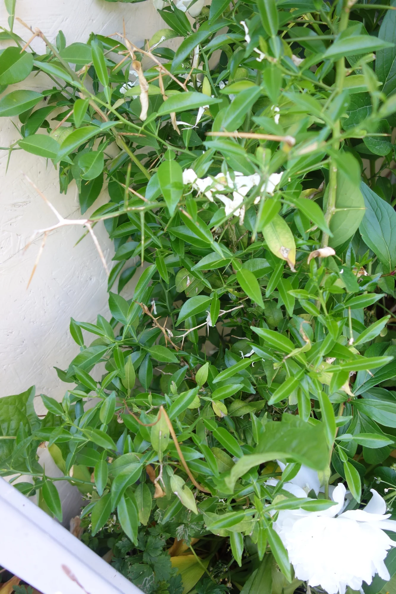 DSC08409.webp