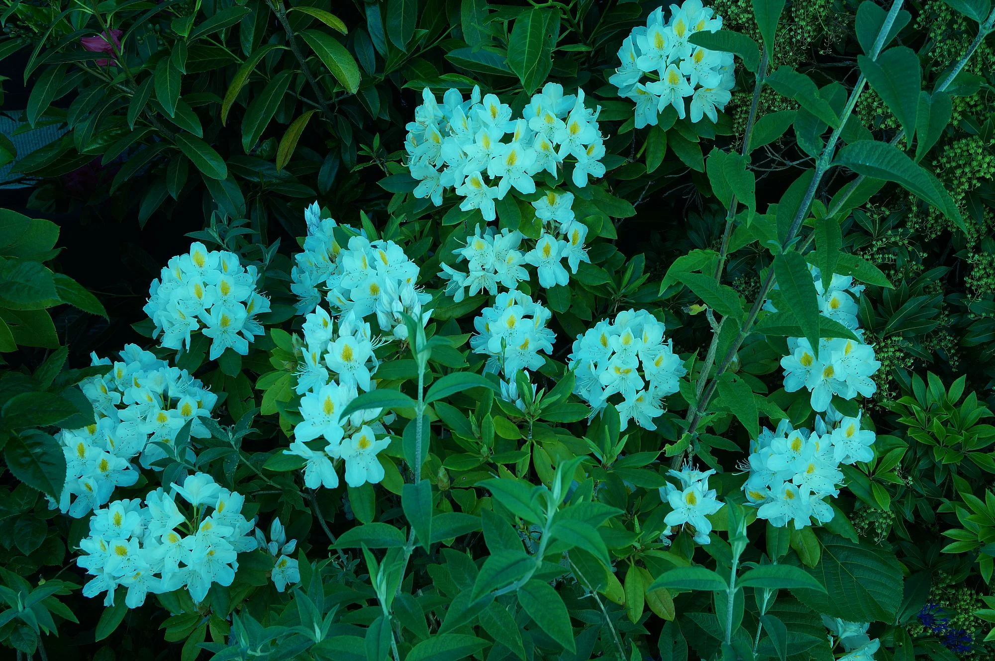 DSC09979.webp