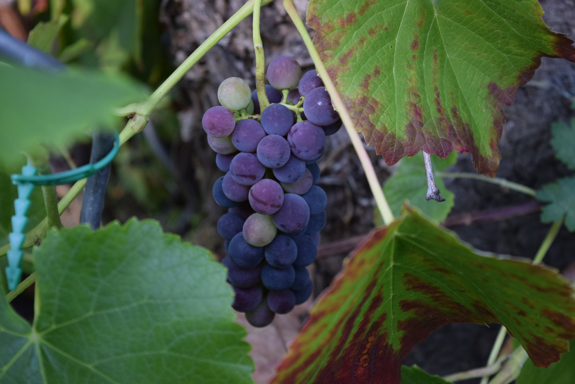 DSC_0249.JPG
