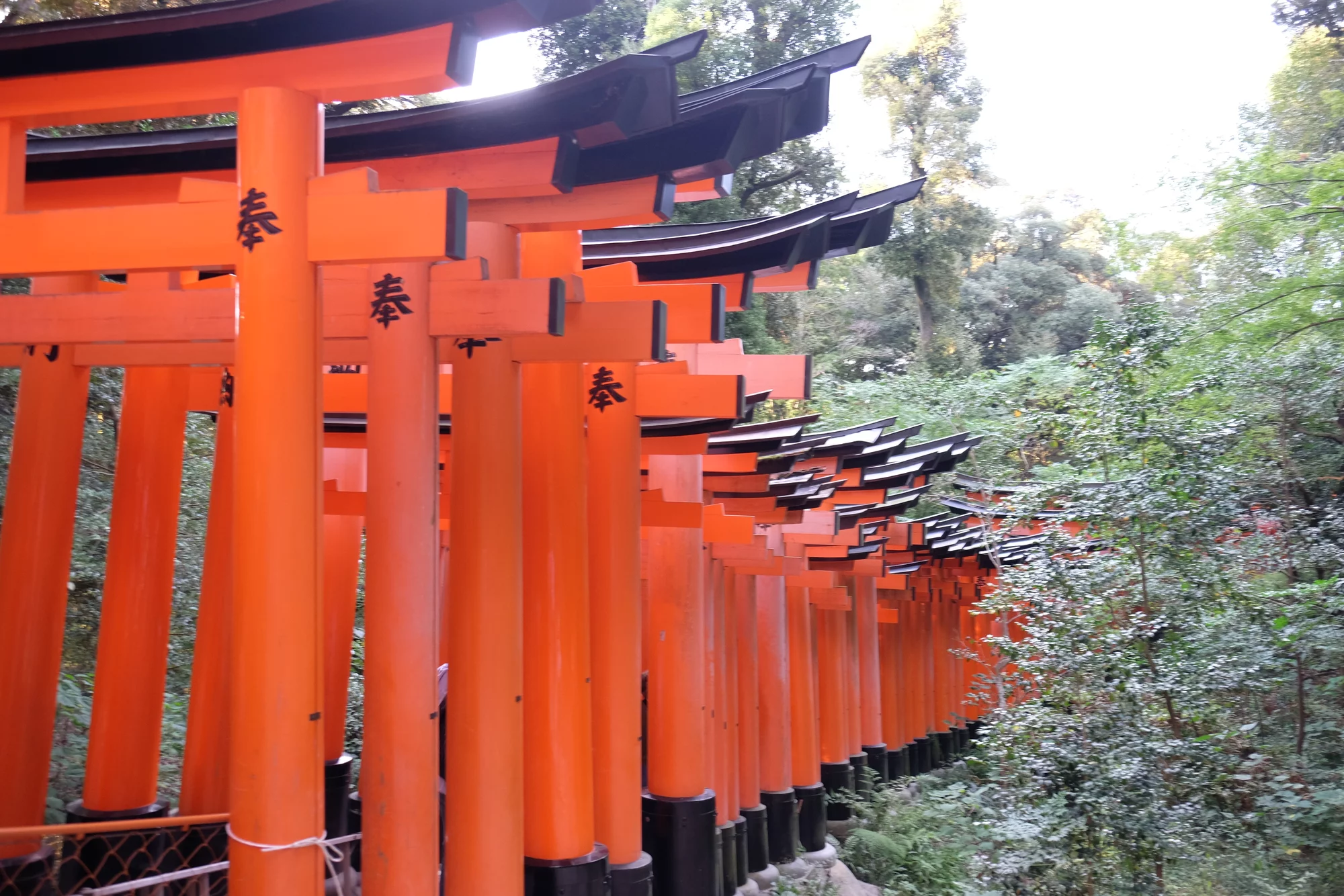 DSCF0403.webp