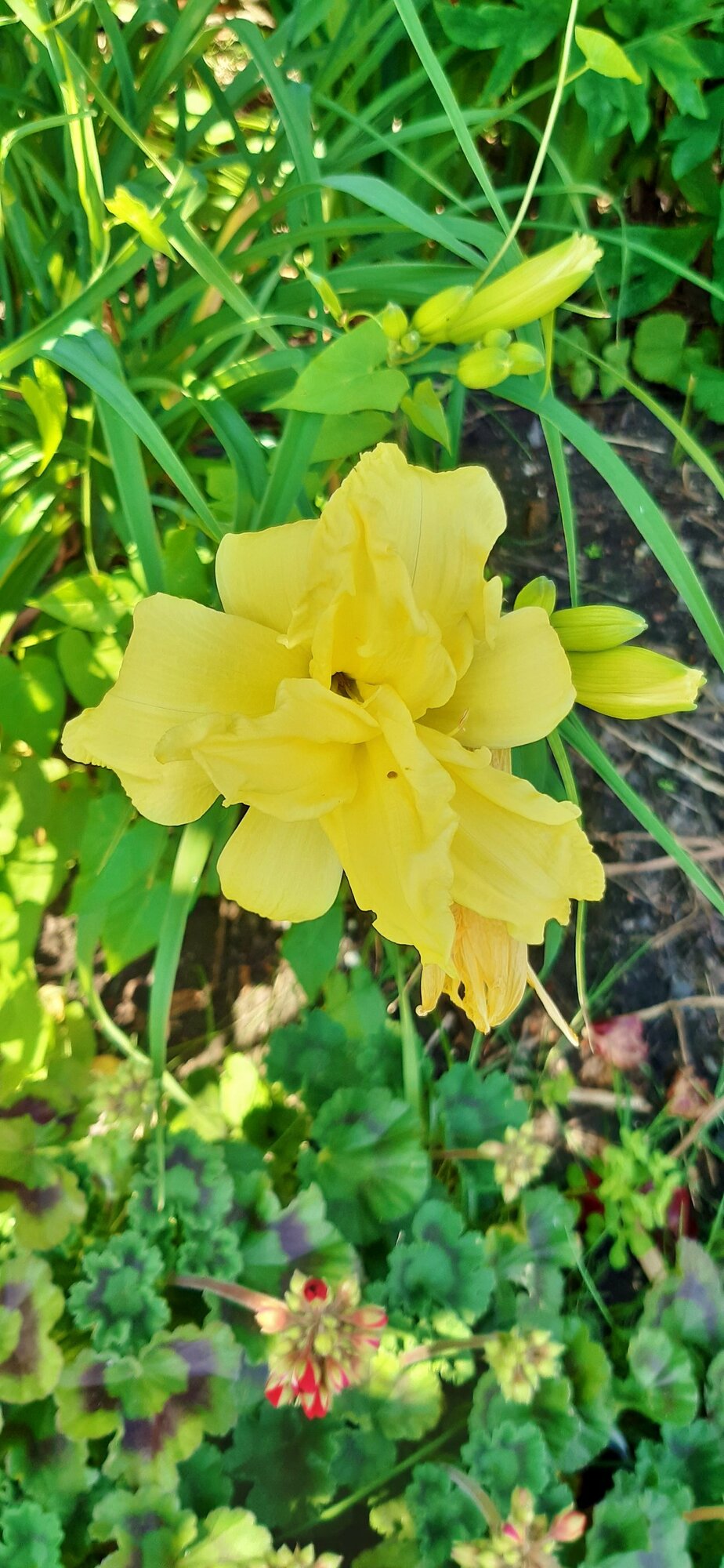 gefüllte gelbe Taglilie.jpg