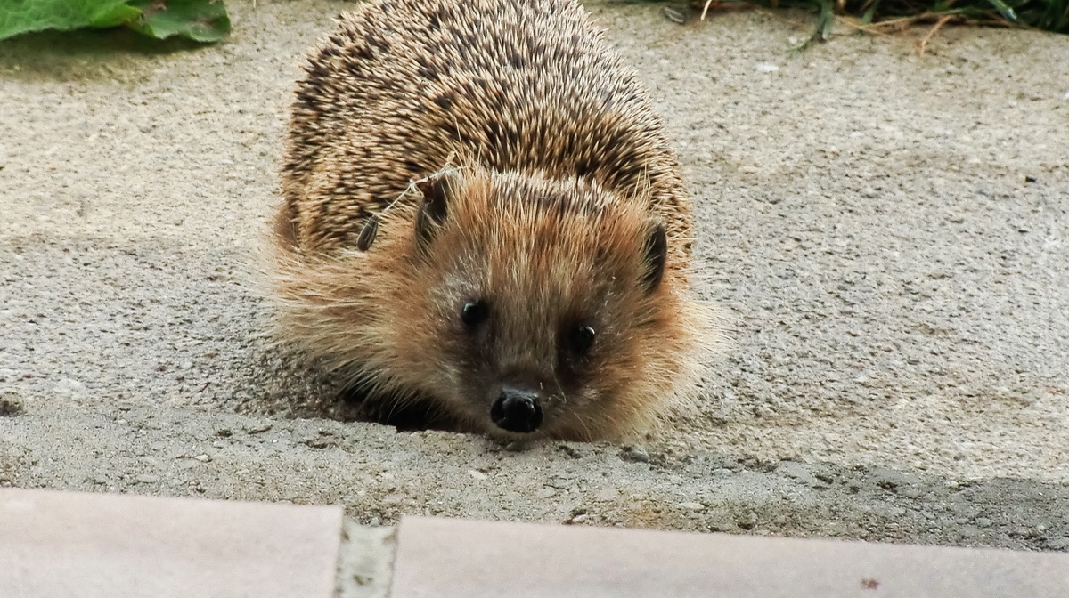Igel1.jpg
