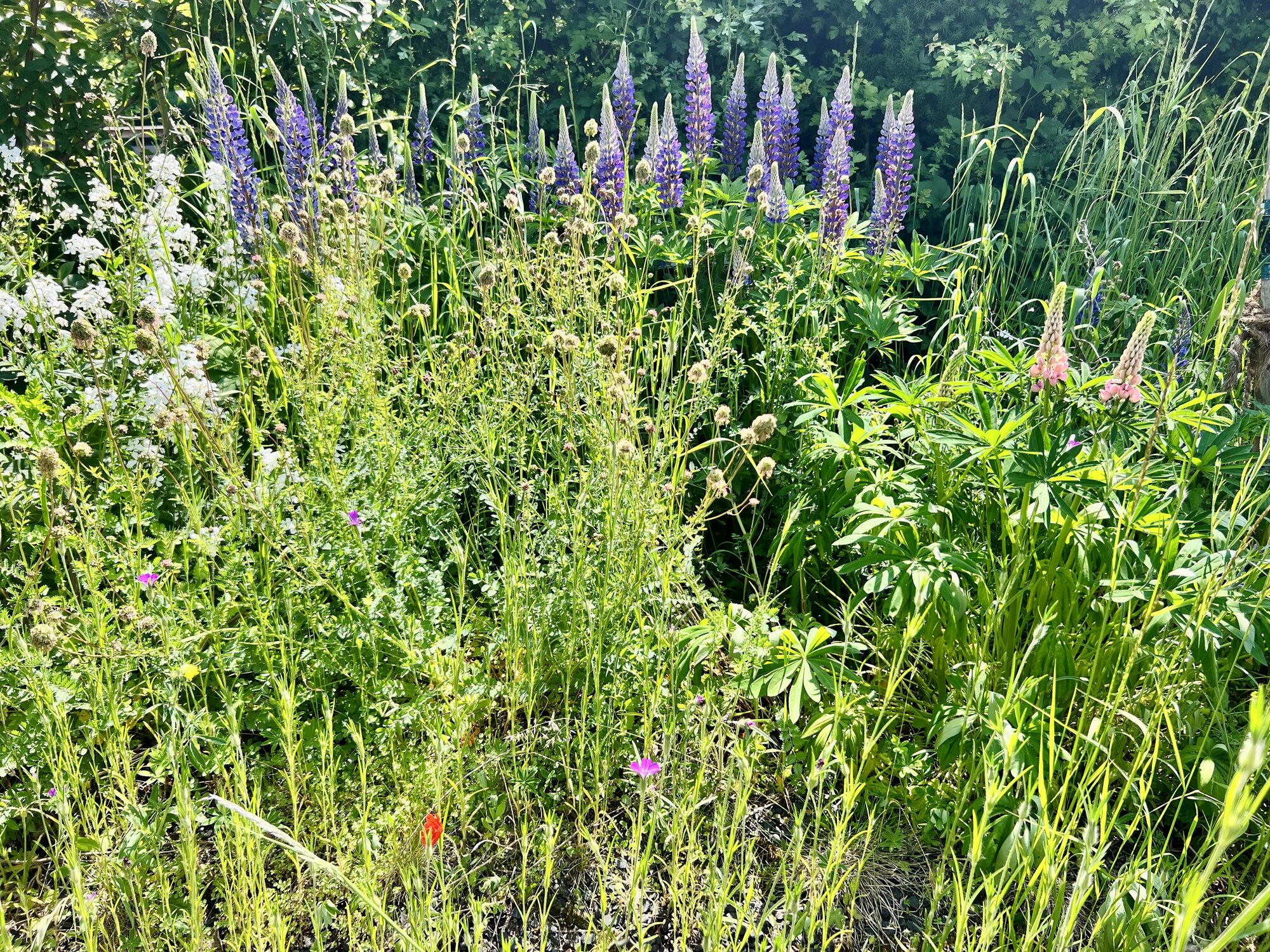IMG_0202.jpeg