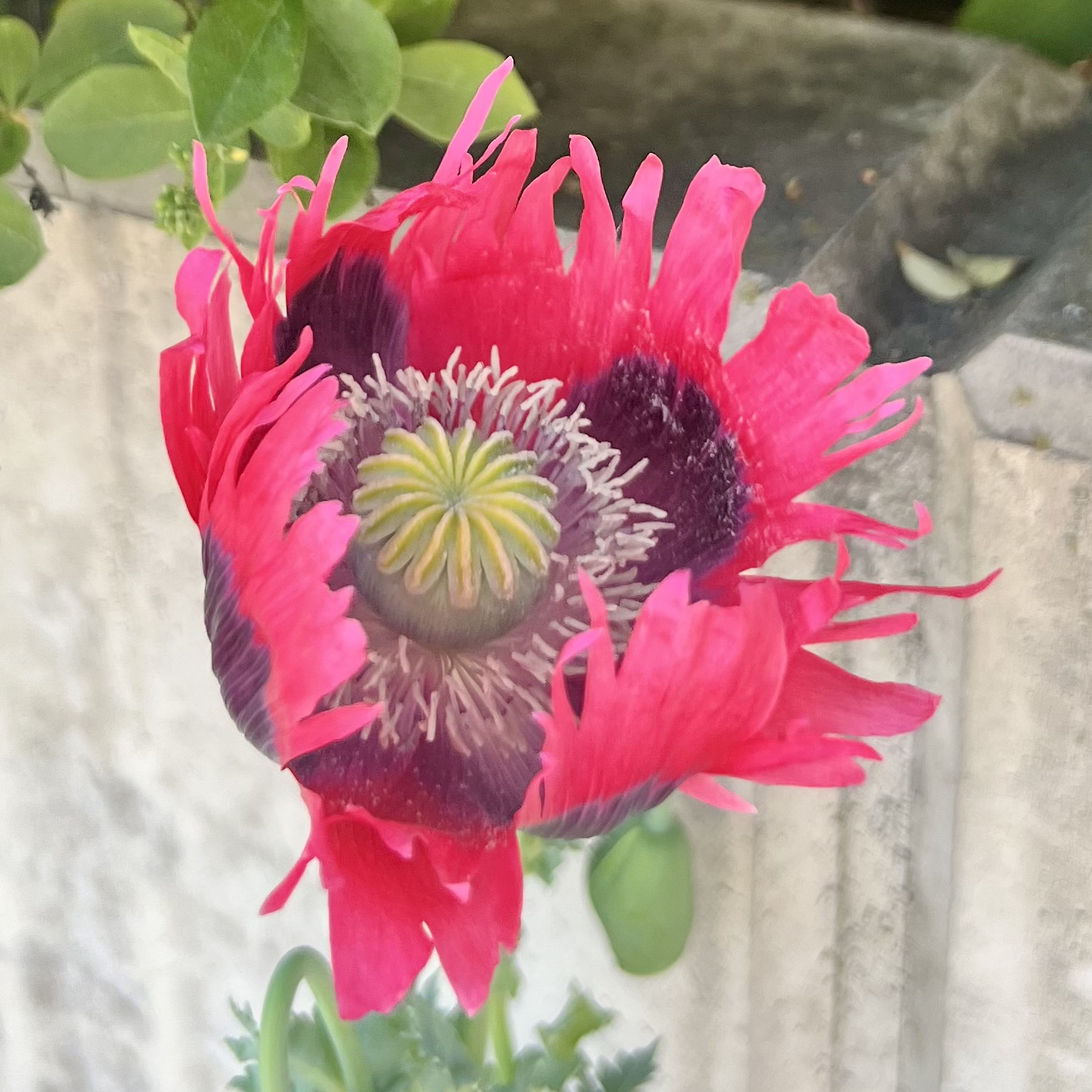 IMG_0428.jpeg