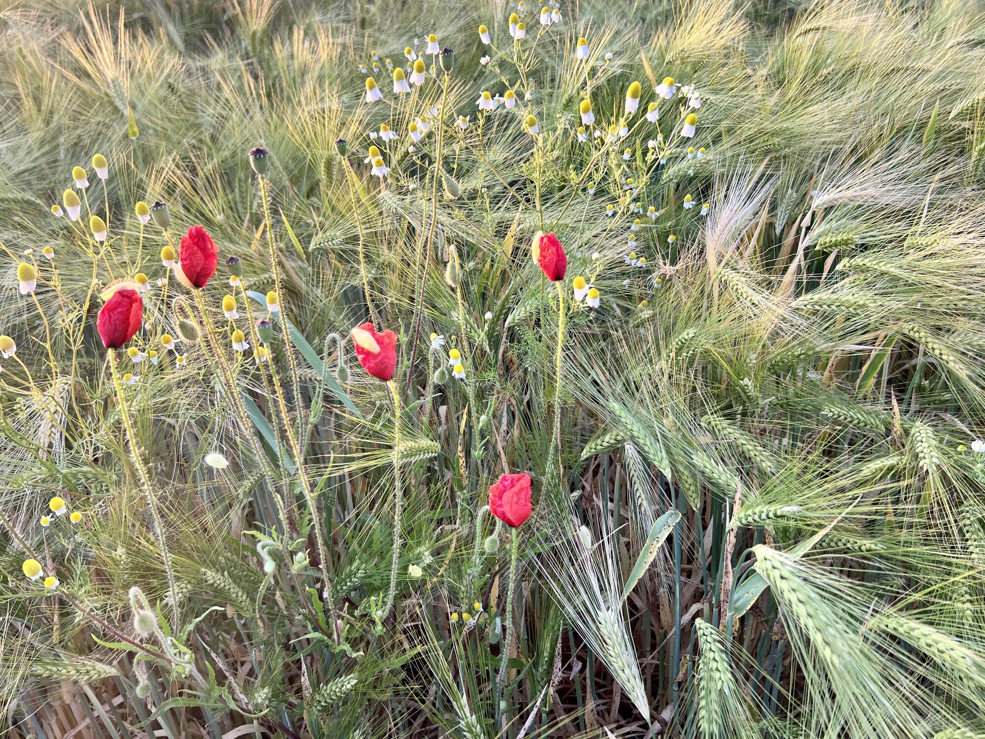 IMG_0640.jpeg