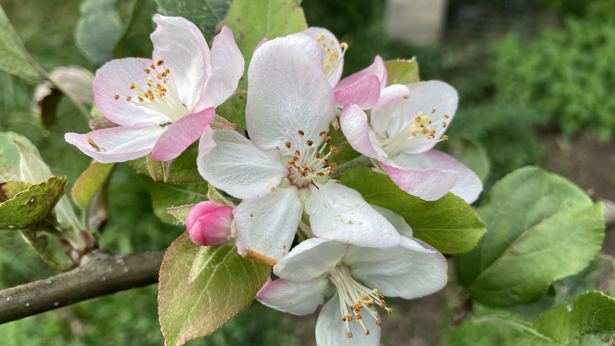 IMG_0804.jpeg