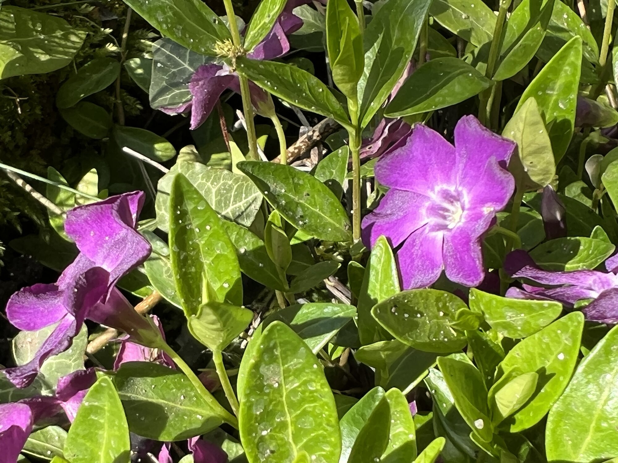 IMG_2413.jpeg