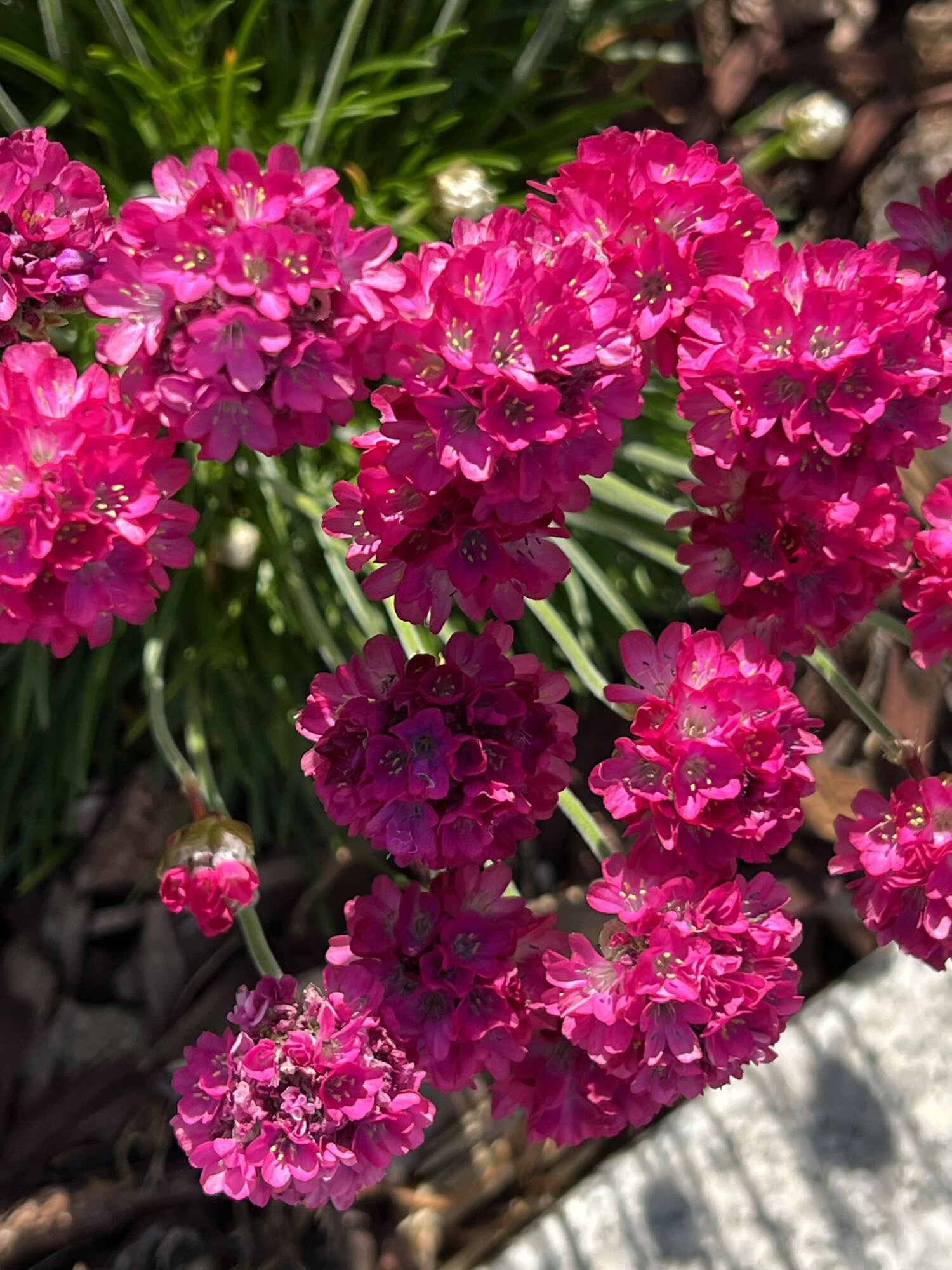 IMG_2601.jpeg