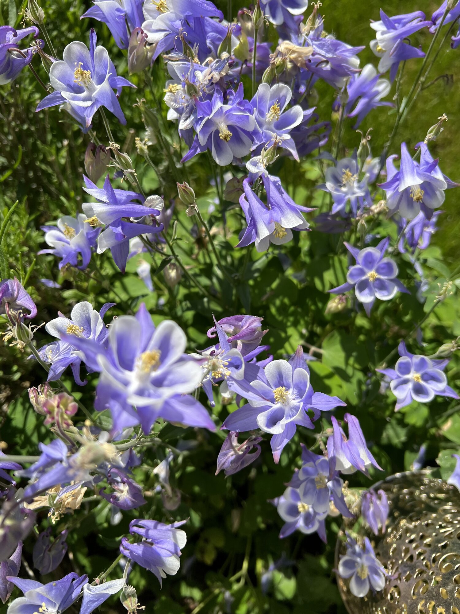 IMG_2608.jpeg