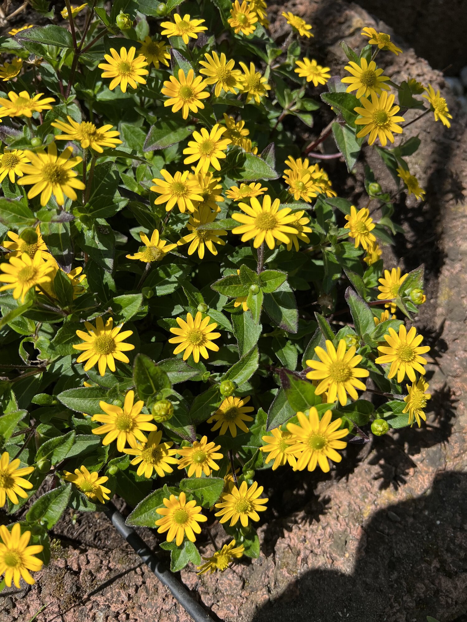 IMG_2610.jpeg
