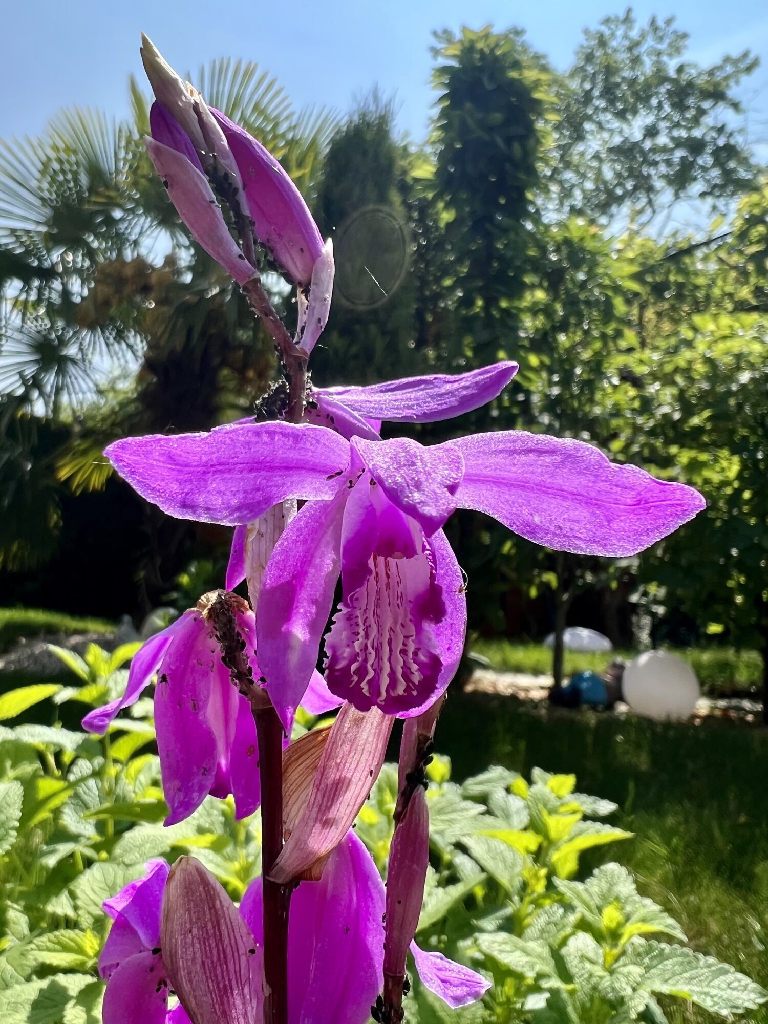 IMG_2686.jpeg