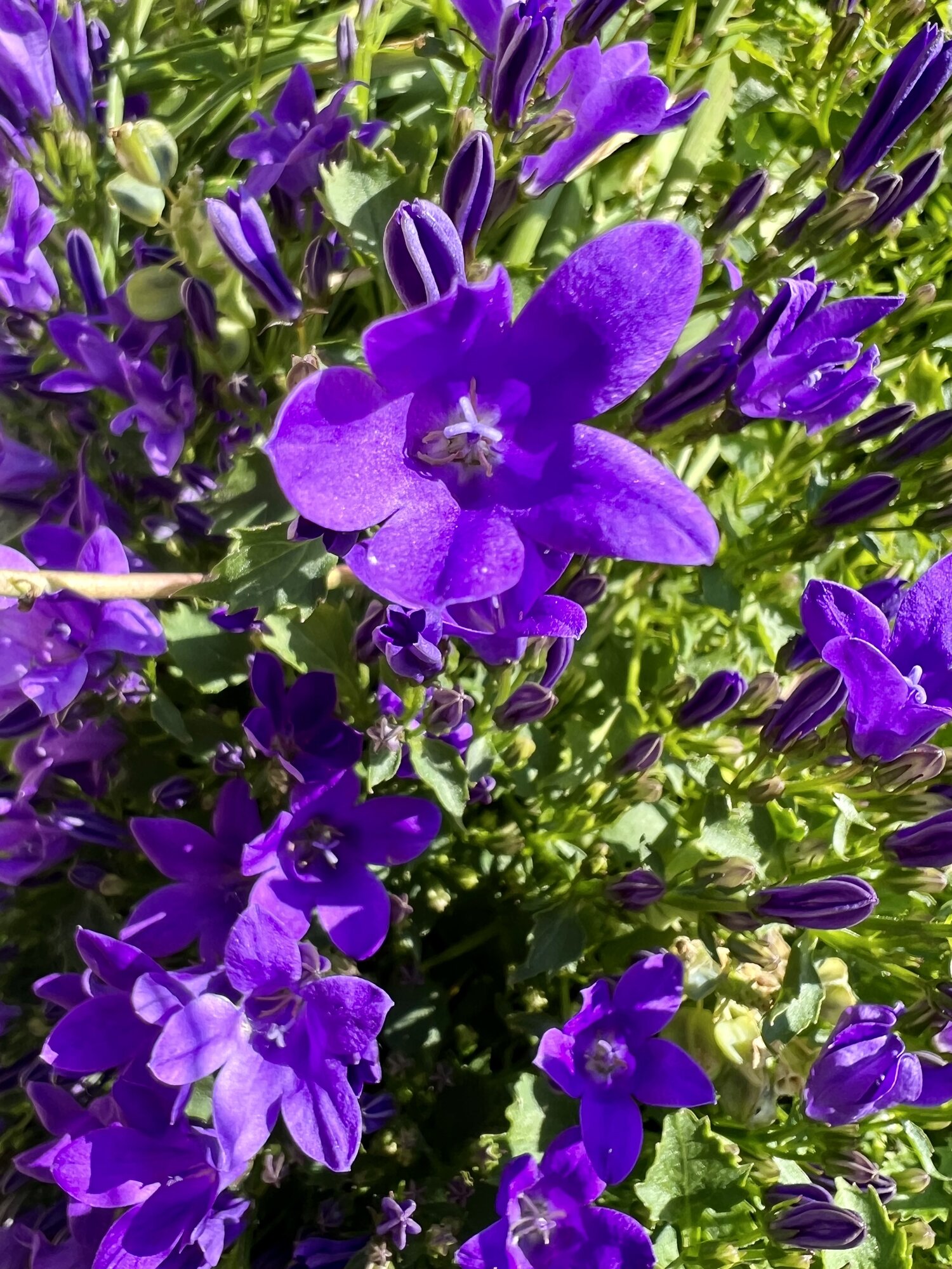 IMG_2687.jpeg