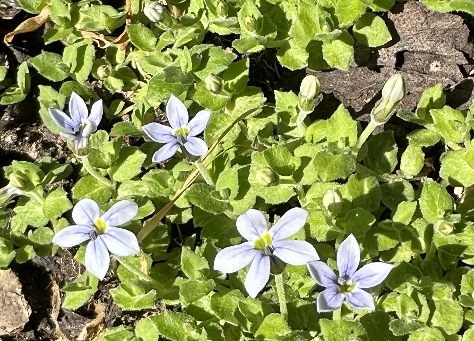 IMG_2692.jpeg
