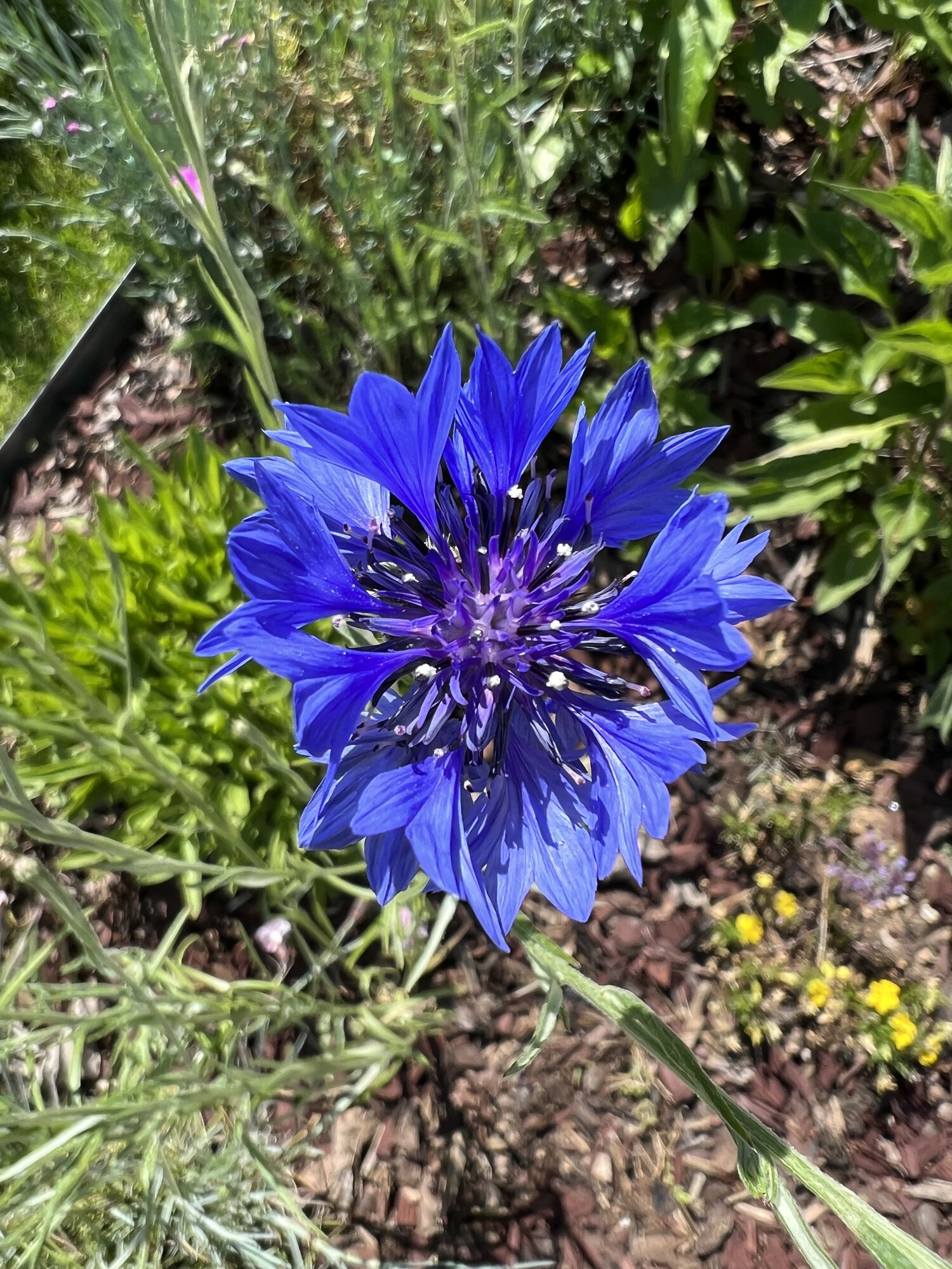 IMG_2734.jpeg