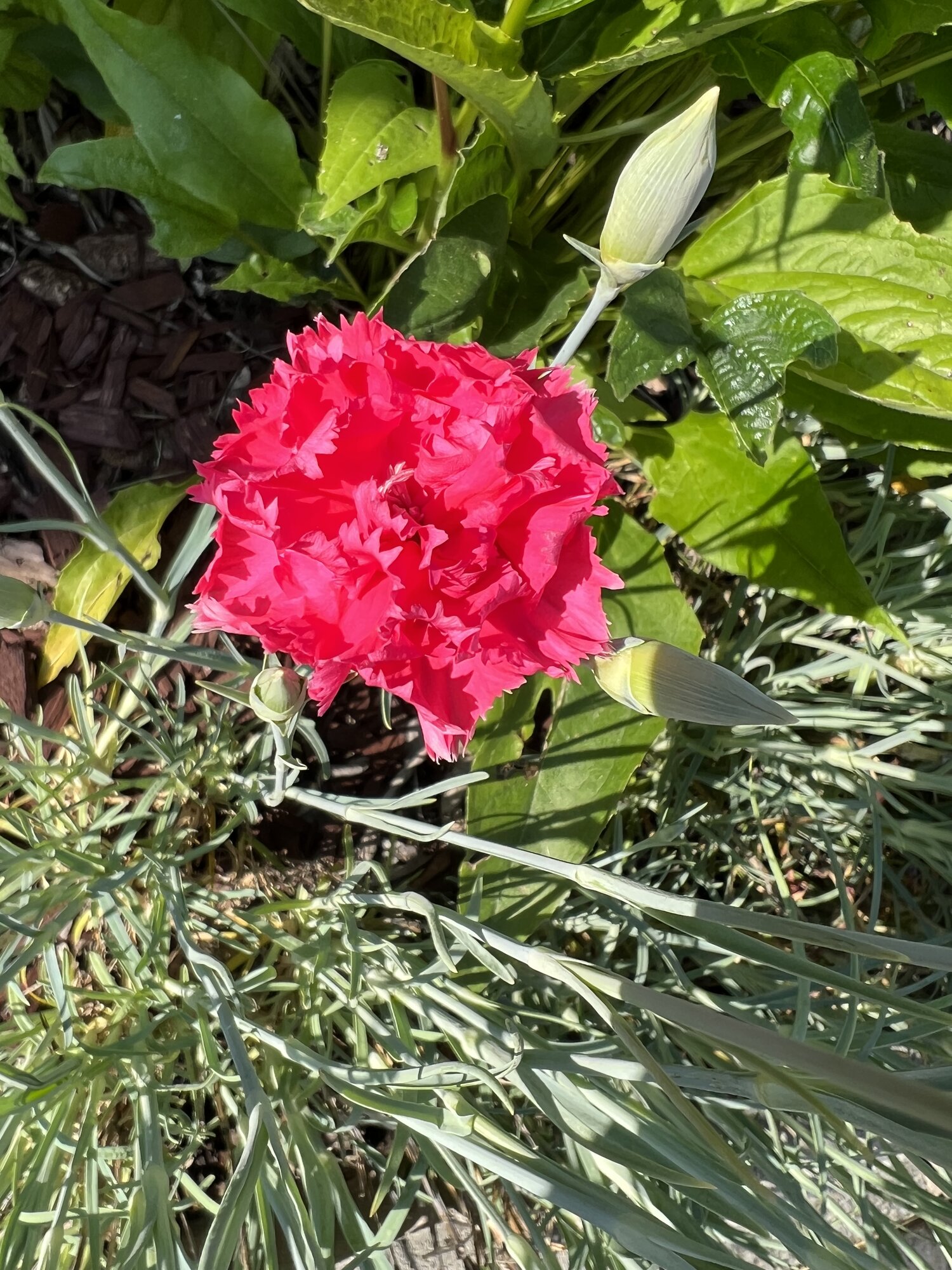 IMG_2755.jpeg