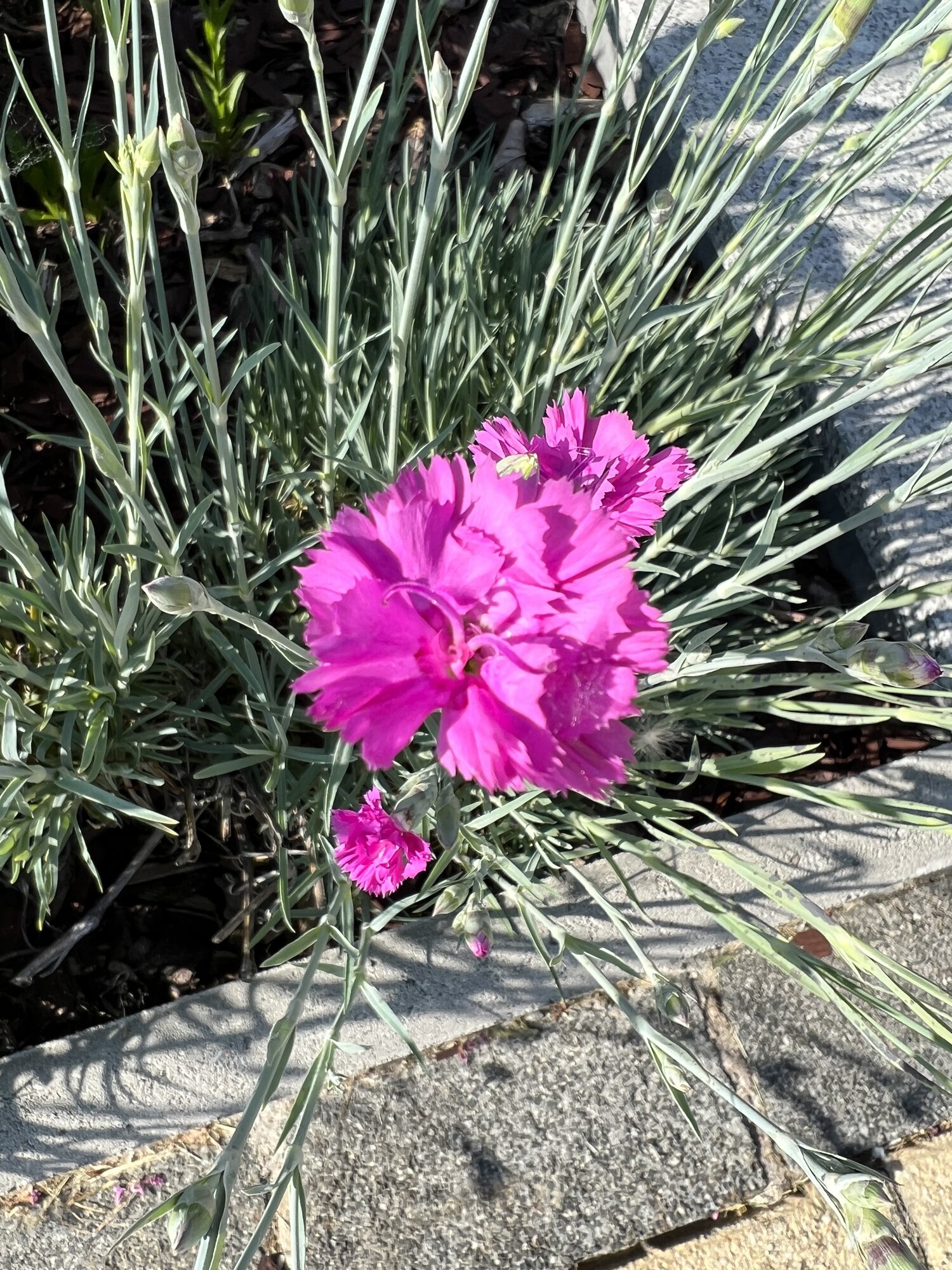 IMG_2756.jpeg