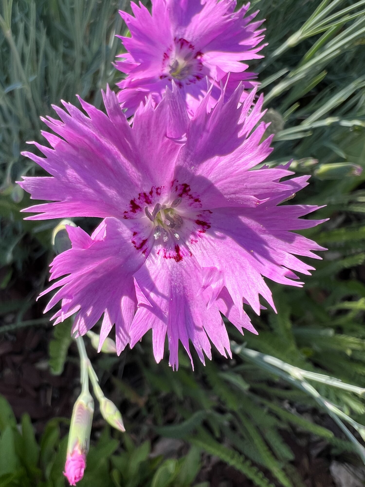 IMG_2759.jpeg