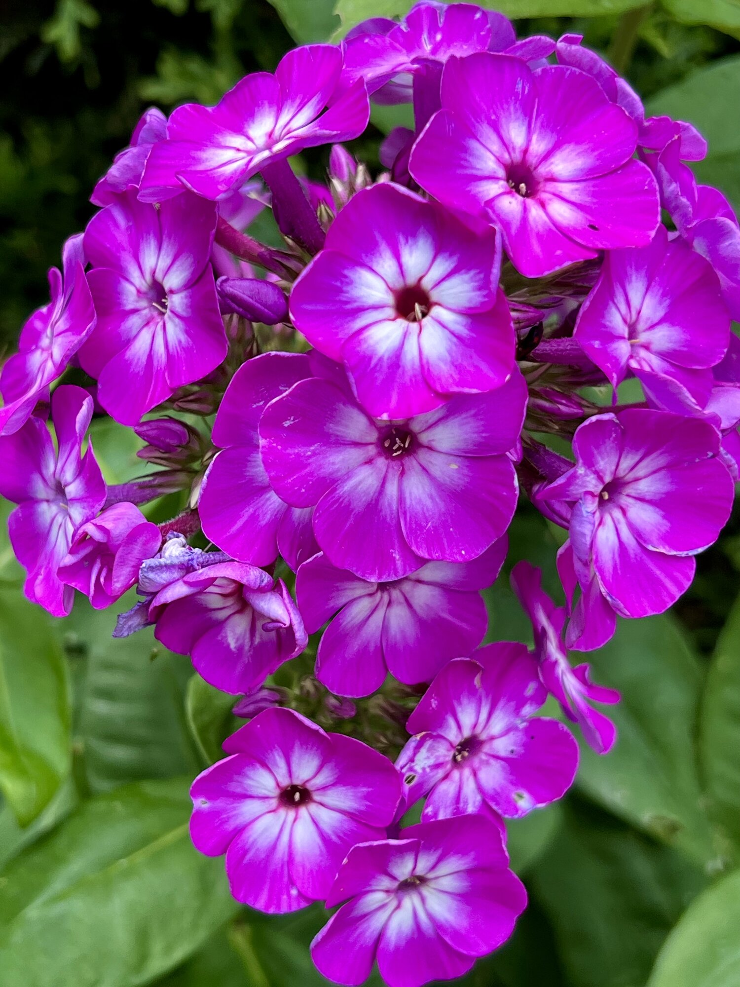 IMG_3017.jpeg